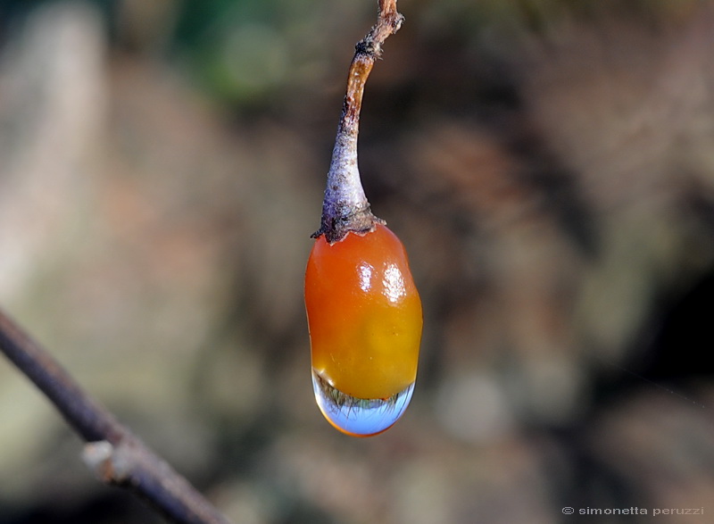 I colori dell''Inverno....